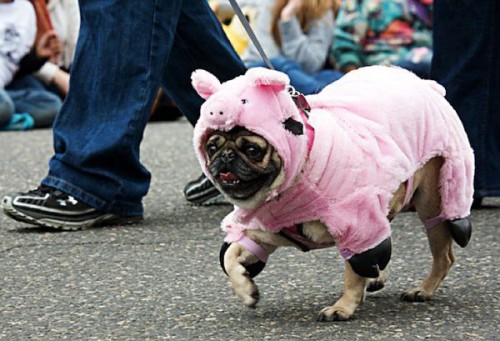 Мопсы от-кутюр