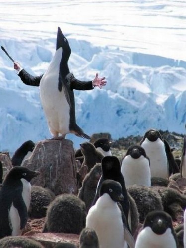 Позитивная подборка с животными