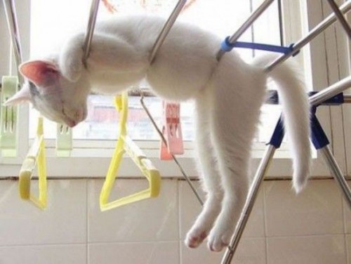 Коты отдыхают)