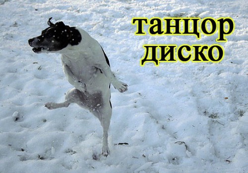 Кем бывают собаки