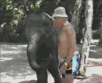 Суперские животные (gif)