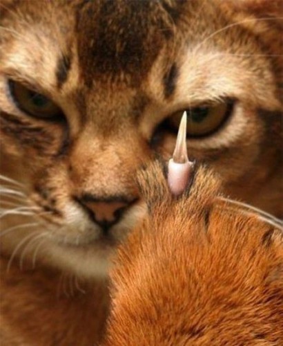 Приколы про котов