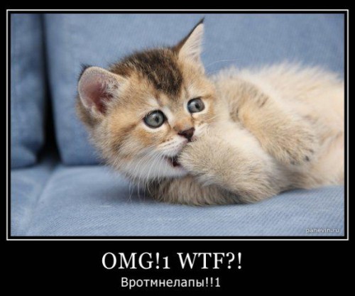 Демотиваторы коты