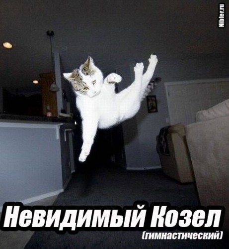 Коты и невидимые предметы