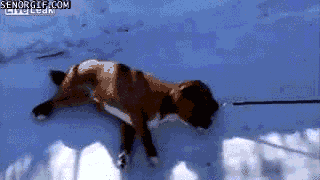 Гифки про собак (gif)