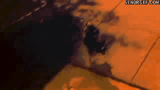 Гифки про собак (gif)