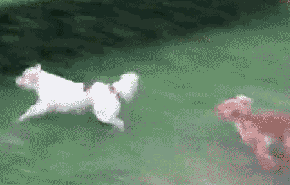 Гифки про собак (gif)