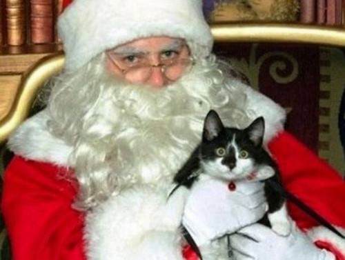 Смешные коты