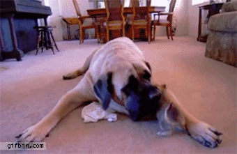 Смешные гифки про собак (gif)