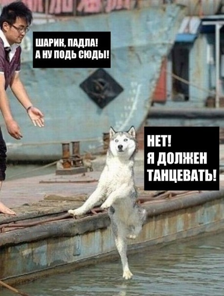 Прикол про собаку