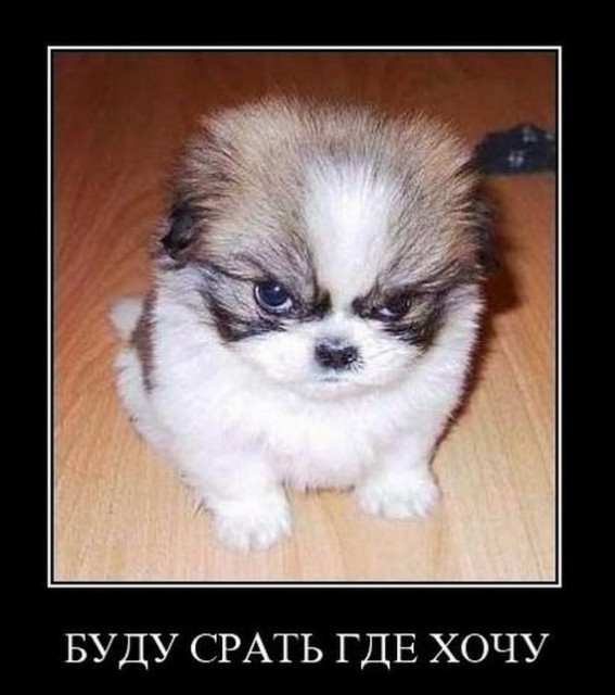 Ржачные демотиваторы про собак