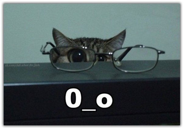 Смешнючие картинки про котов