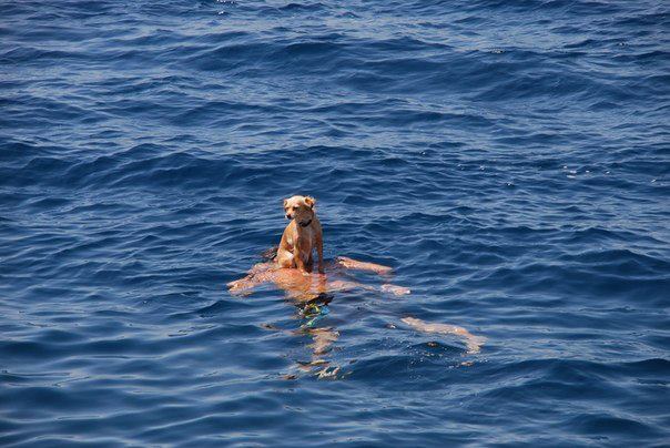 Главное - лапы не замочить