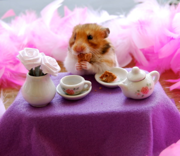 Няшный хомячок-обжорка