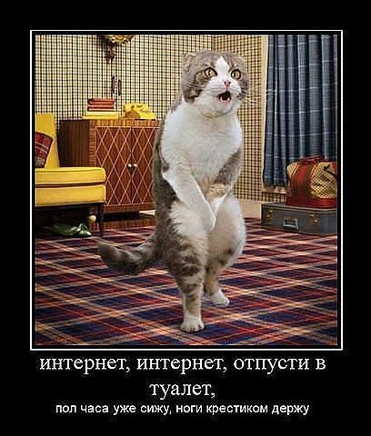 Демотиваторы про котов