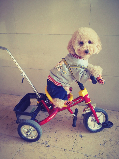 Собаки - на велосипедах катаки