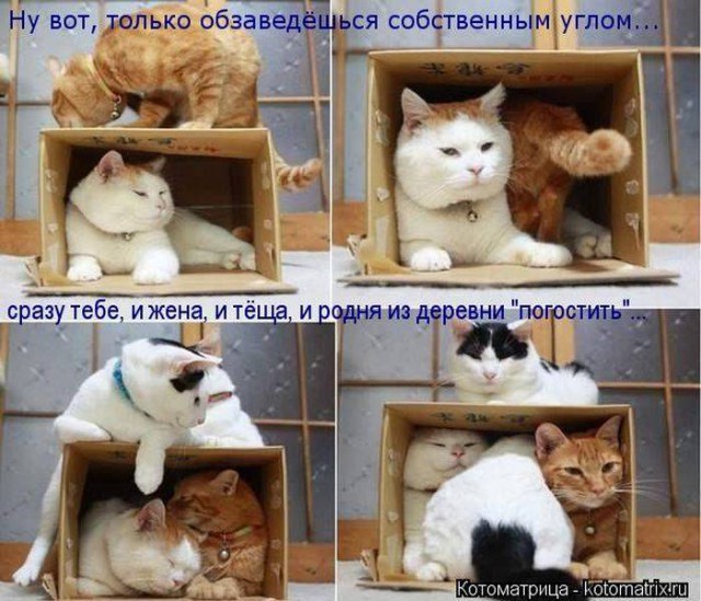 Пятничные котоматрицы