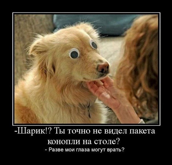 Смешной демотиватор про собаку