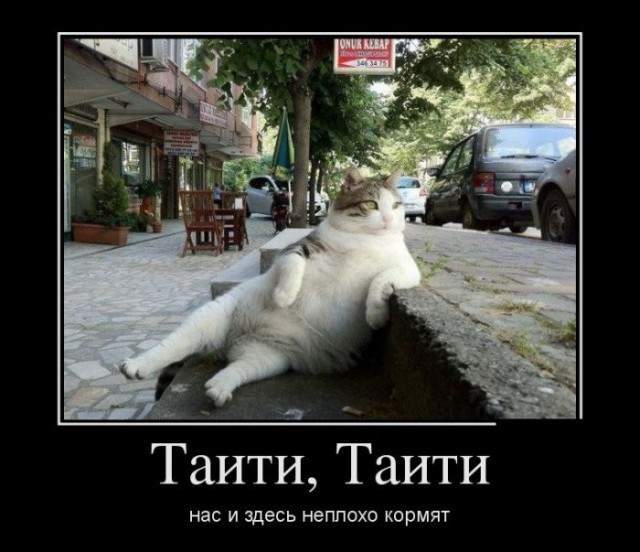 Демотиваторы про котов