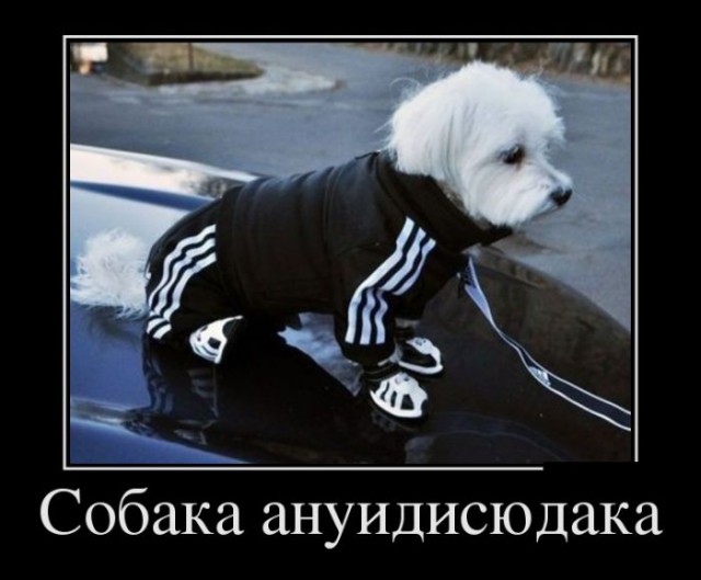 Демотиватор про четкую собачку