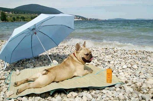 Собака - на пляже загорака