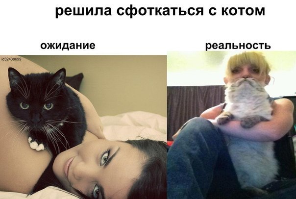 Картинки про котов