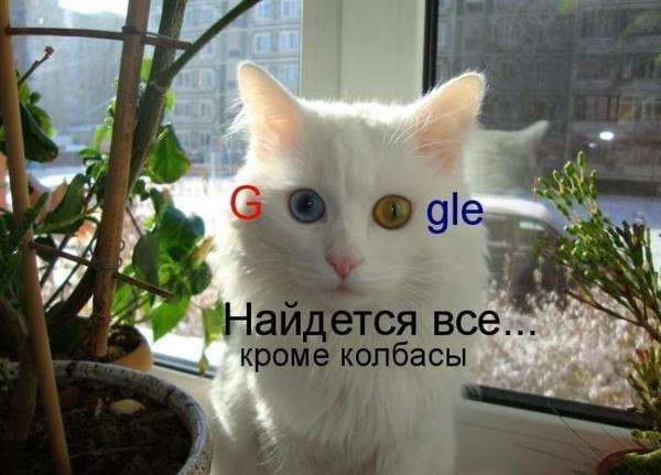 Гугл по-кошачьи