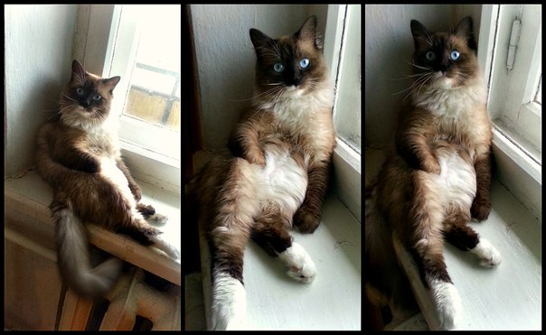 Котомодель