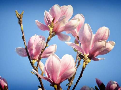 Красивые весенние фото