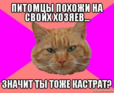 О чем говорят коты