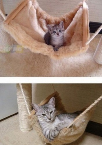 Неизменные привычки котов