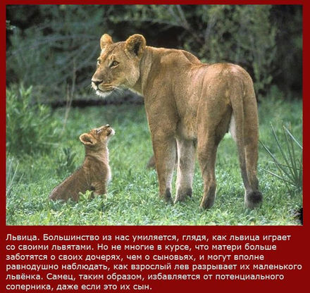 Странные мамаши