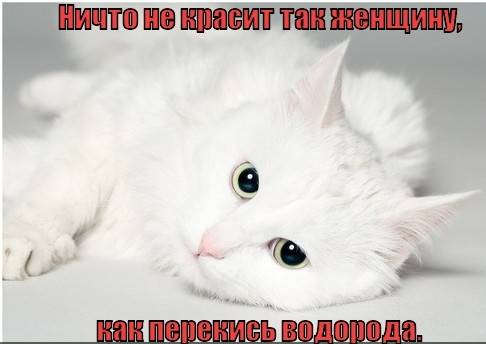 Приколы про котов