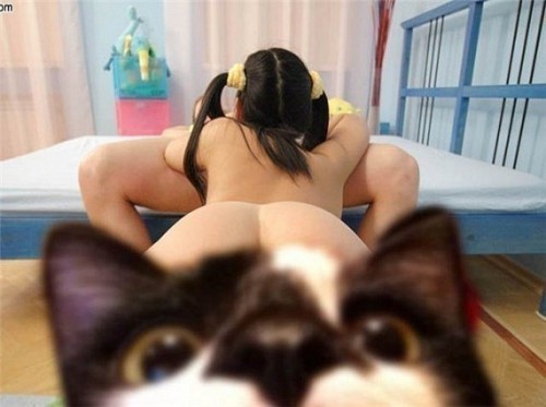 Супер прикол про кота