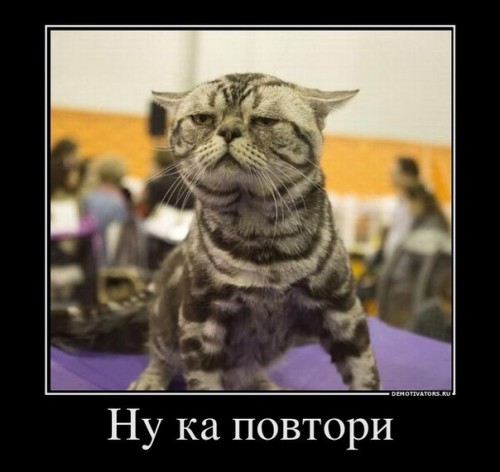 Демотиваторы про котиков