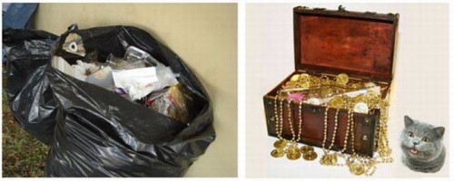 Как коты видят мир