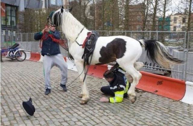 Коню явно понравился полицейский