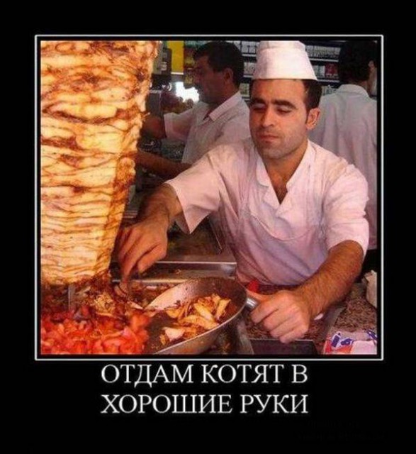 Демотиватор про кота