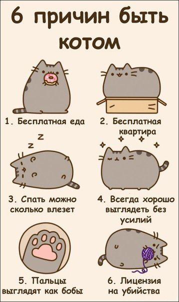 6 причин стать котэ