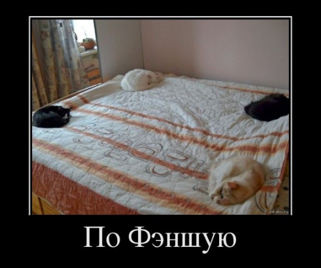 Демотиватор про правильных котэ