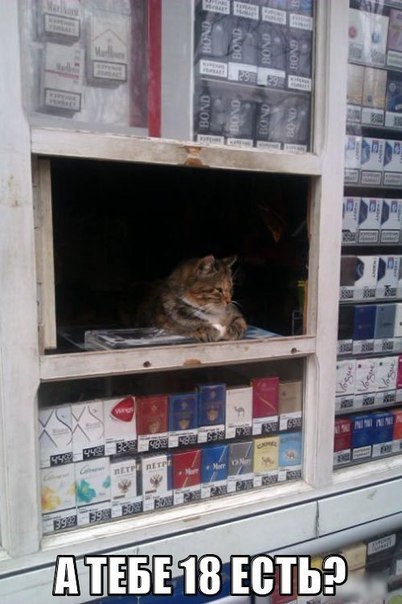 Котэ на страже порядка