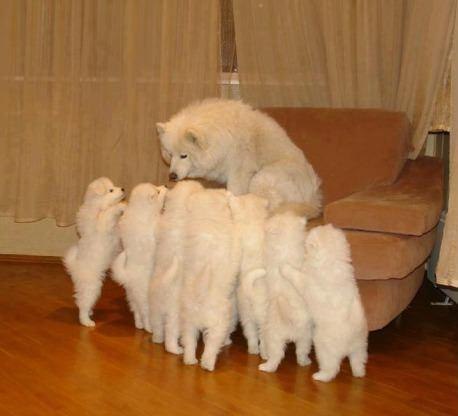 Забавные фотоприколы