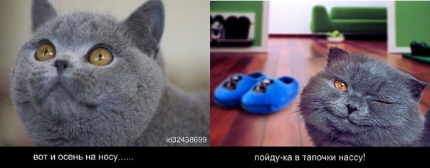 Картинки про котов