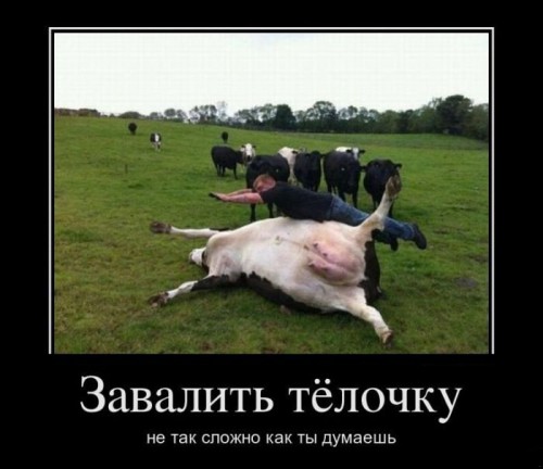 Демотиватор про тёлочек