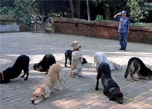 Догги Стайл