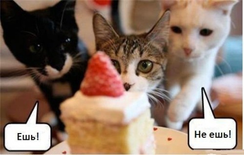 Смешные приколы про котов