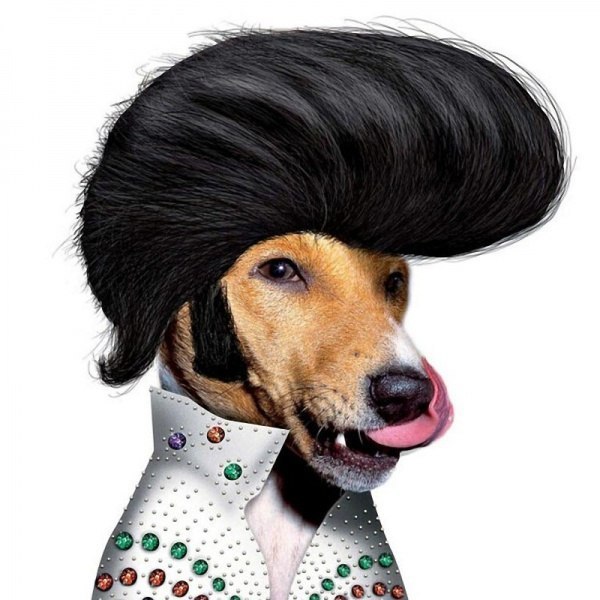 Зверушки - супер звезды