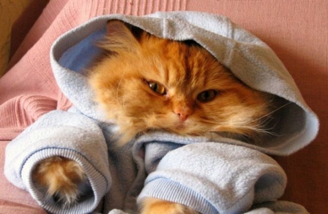 Котейки в одежках