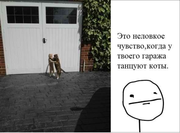 Прикол про танцующих котиков