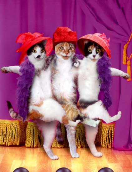 Улетные картинки про котов